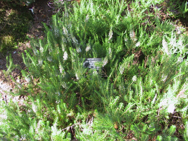 This picture is for quick loading of picture.